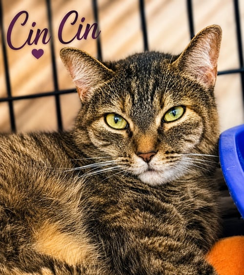 CIN CIN (FCID#06/24/2026 - 152) WILLOW GROVE - Torbie available for adoption