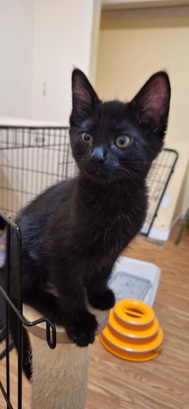 LITERARY KITTENS: SISTERS AT BROOKHAVEN PS - Domestic Short Hair available for adoption