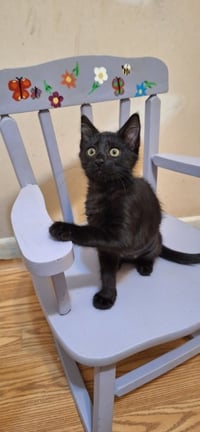 Literary Kittens: Sisters at Brookhaven PS - Photo 2