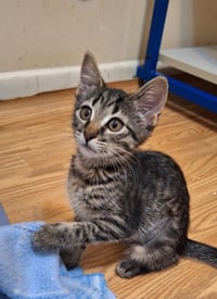 Literary Kittens: Sisters at Brookhaven PS - Photo 3