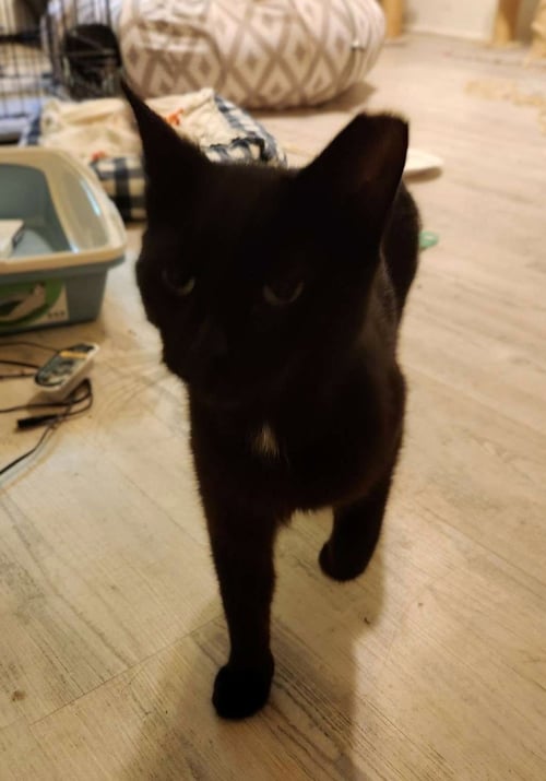 MARTHA (FCID# 05/07/2026 - 56 BROOKHAVEN PS) K - Domestic Short Hair available for adoption