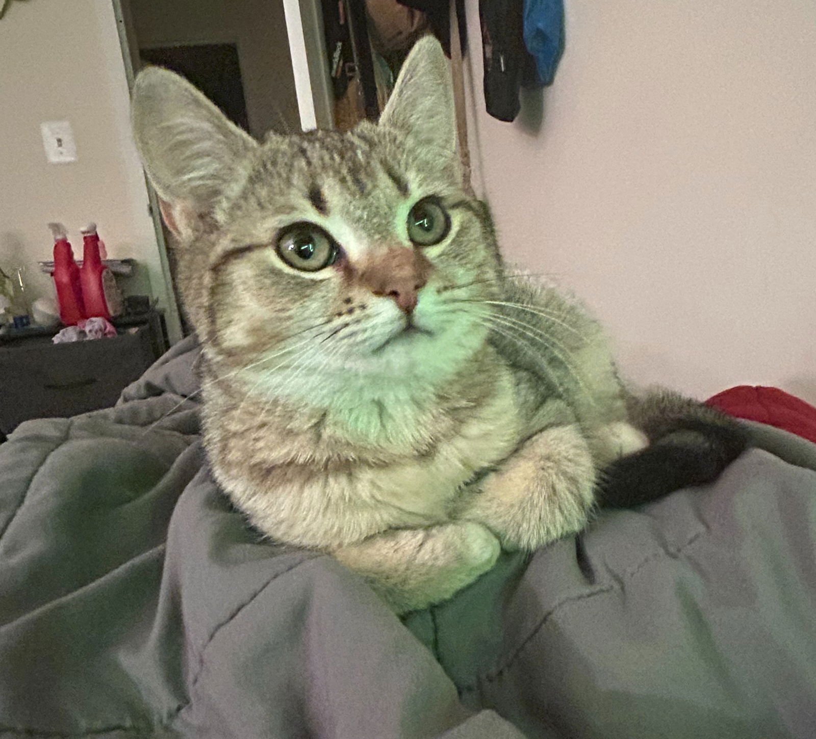 PEACHES (FCID# 12/18/2025 - 9) C - Tabby available for adoption