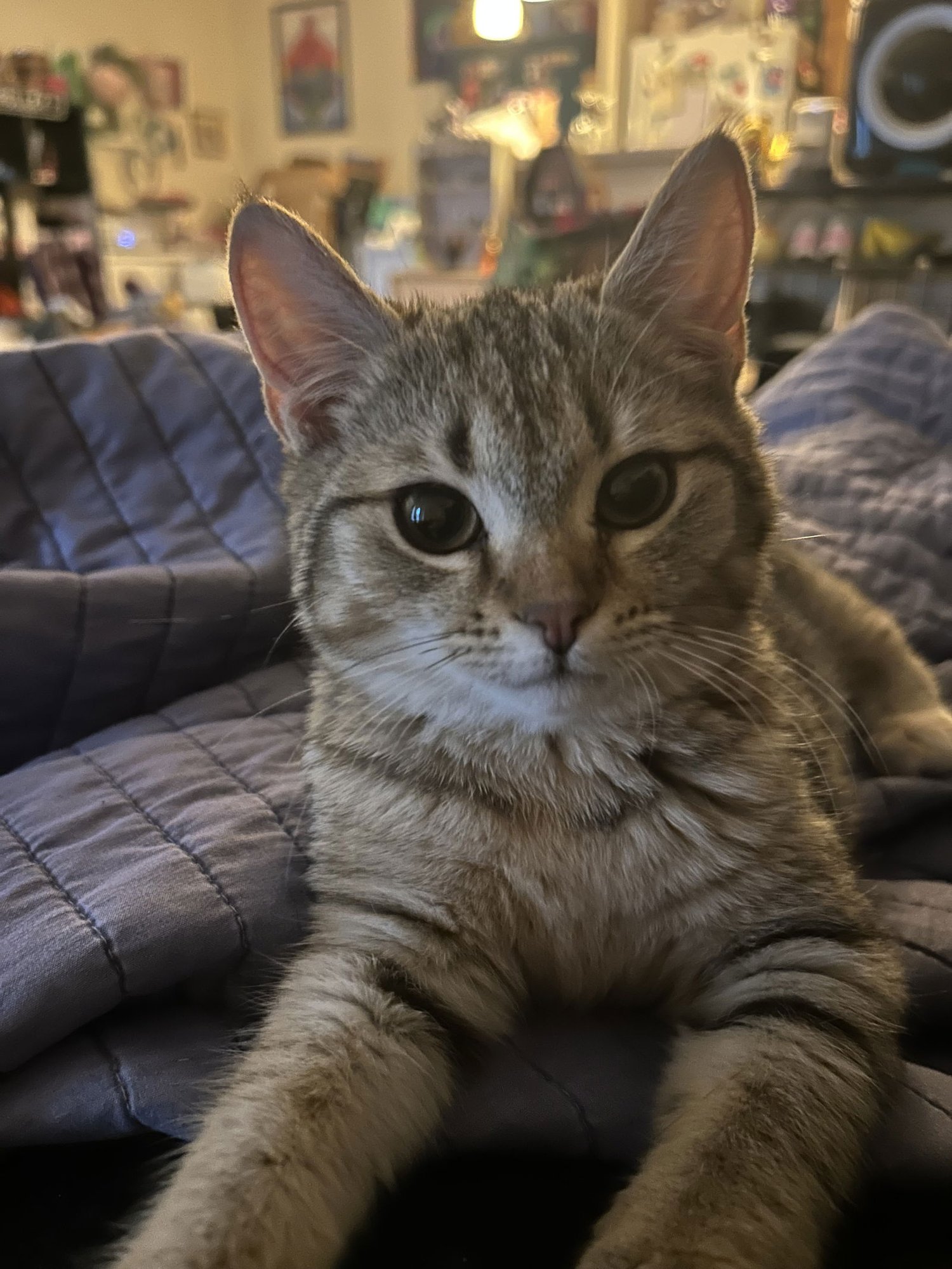 Peaches (FCID# 12/18/2025 - 9) C - Photo 3