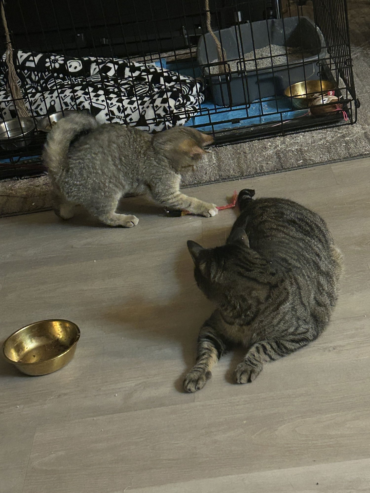 Peaches (FCID# 12/18/2025 - 9) C - Photo 4