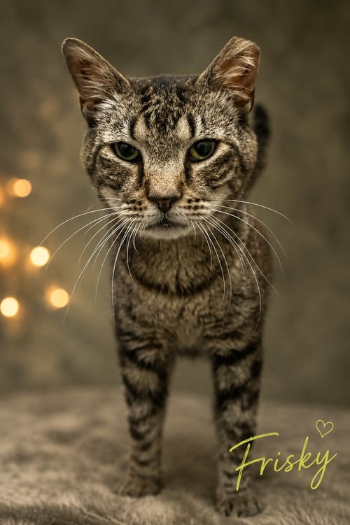 FRISKY (FCID# 06/22/2026 - 43 TRAINER) - Tabby available for adoption