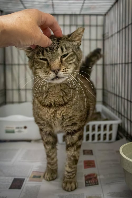FRISKY (FCID# 06/22/2026 - 43 TRAINER) - Tabby available for adoption