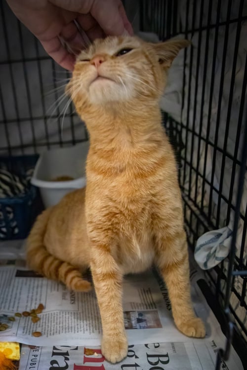ROSEWOOD (FCID# 04/09/2026 - 1 TRAINER) - Tabby available for adoption