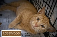 Rosewood (FCID# 04/09/2026 - 1 Trainer) - Photo 2