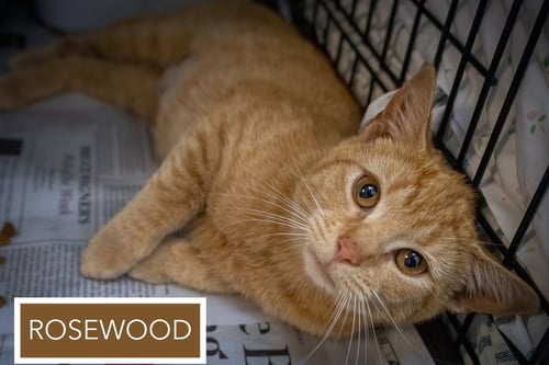 ROSEWOOD (FCID# 04/09/2026 - 1 TRAINER) - Tabby available for adoption