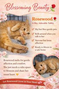 Rosewood (FCID# 04/09/2026 - 1 Trainer) - Photo 4
