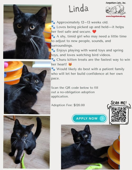 LINDA (FCID# 07/02/2026 - 11 MILLSBORO PS) - Domestic Short Hair available for adoption