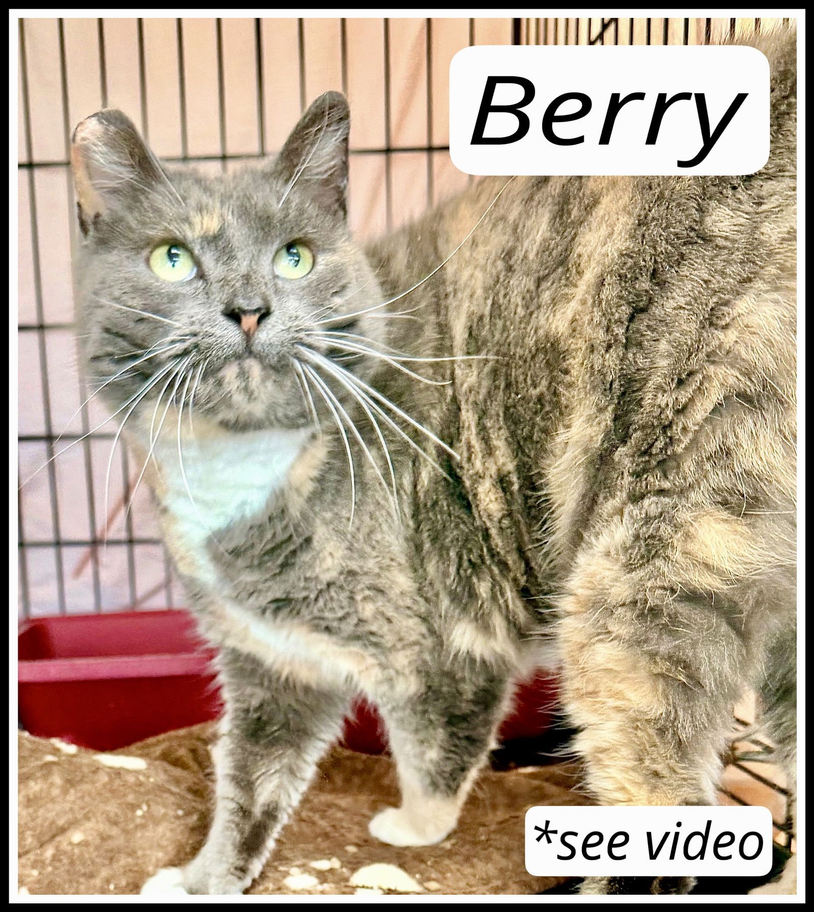 BERRY, WILLOW GROVE PA (FCID# 01/06/2026 - 402) C - Dilute Calico / Tabby available for adoption