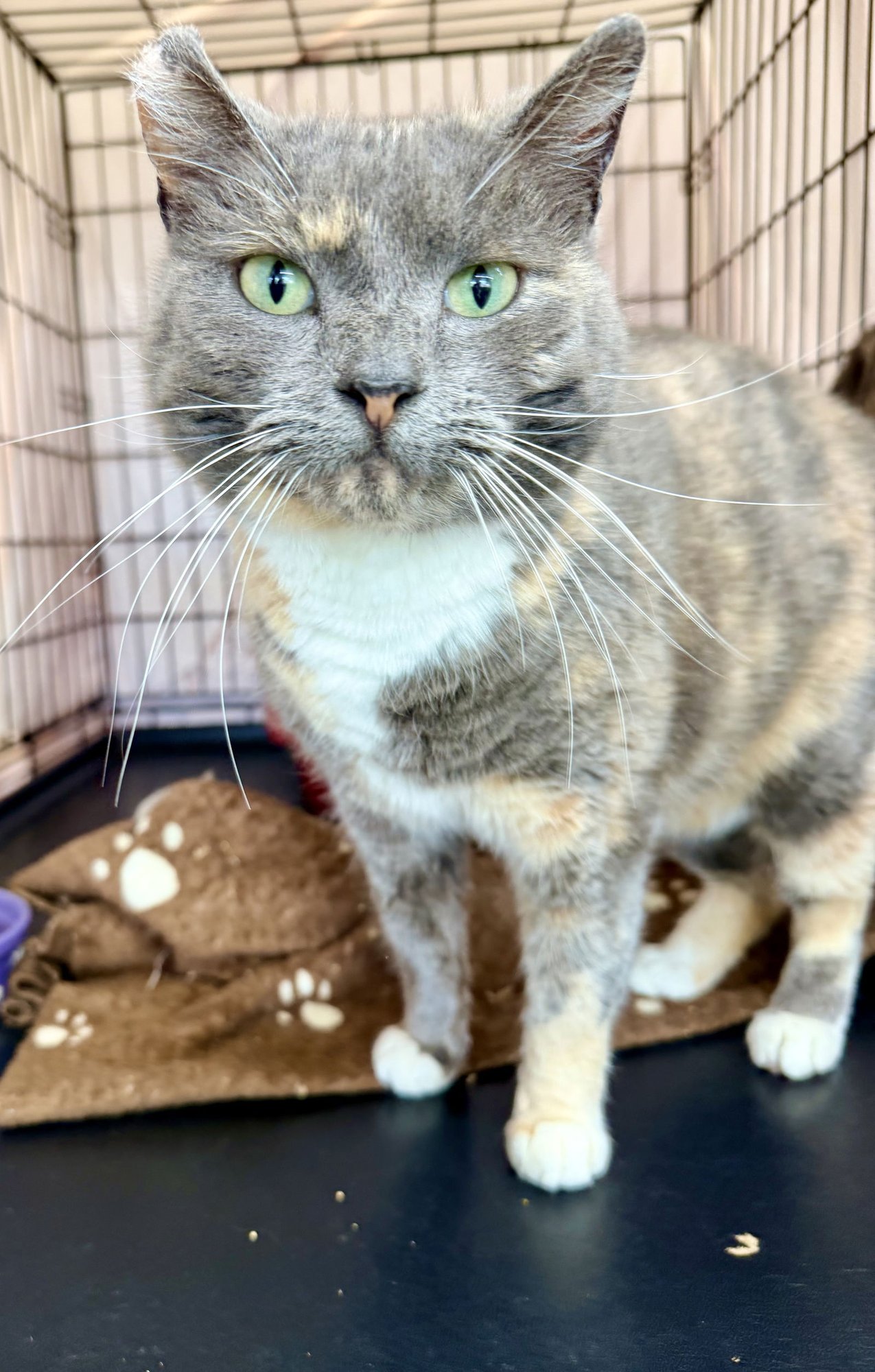 BERRY, WILLOW GROVE PA (FCID# 01/06/2026 - 402) C - Dilute Calico / Tabby available for adoption