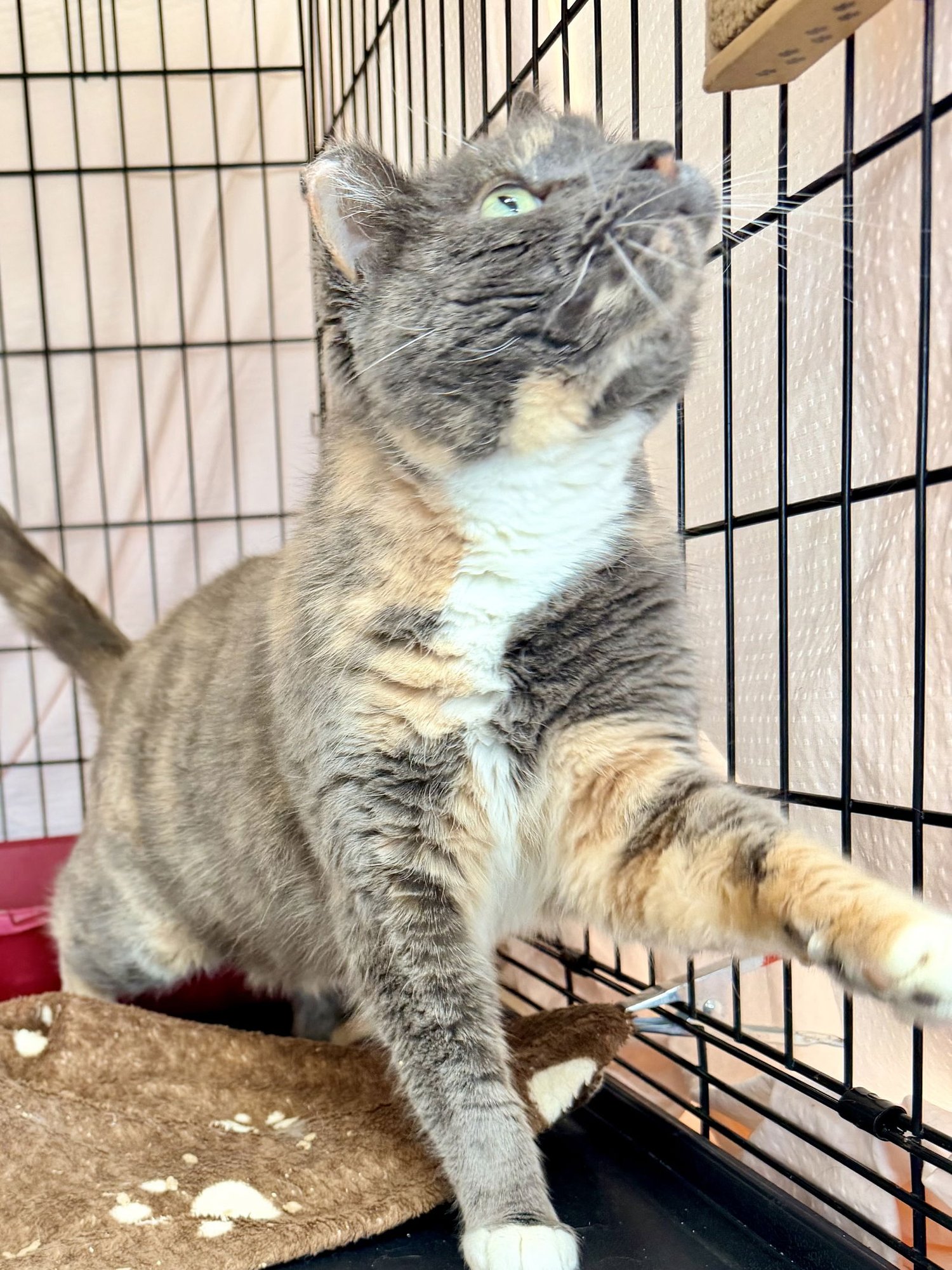 Berry, Willow Grove PA (FCID# 01/06/2026 - 402) C - Photo 3