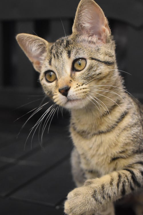 LOLA BUNNY W/ BUGS BUNNY (5/11/26-86,85 MILLSBORO) - Tabby available for adoption