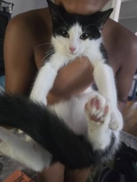 Jester (FCID# 06/24/2026 - 1) KC - Photo 1