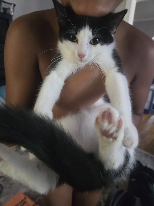 JESTER (FCID# 06/24/2026 - 1) KC - Domestic Short Hair for adoption in Wilmington