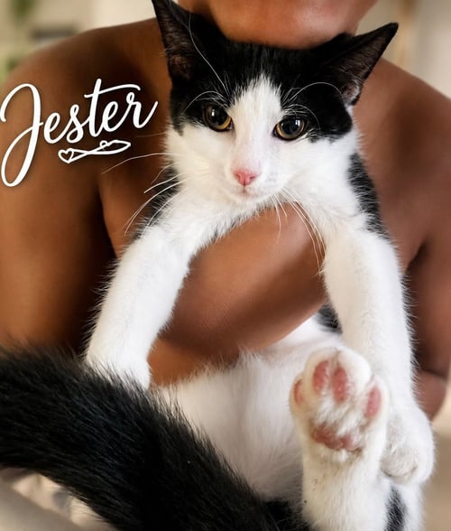 JESTER (FCID# 06/24/2026 - 1 GLEN MILLS PS) KC - Domestic Short Hair available for adoption
