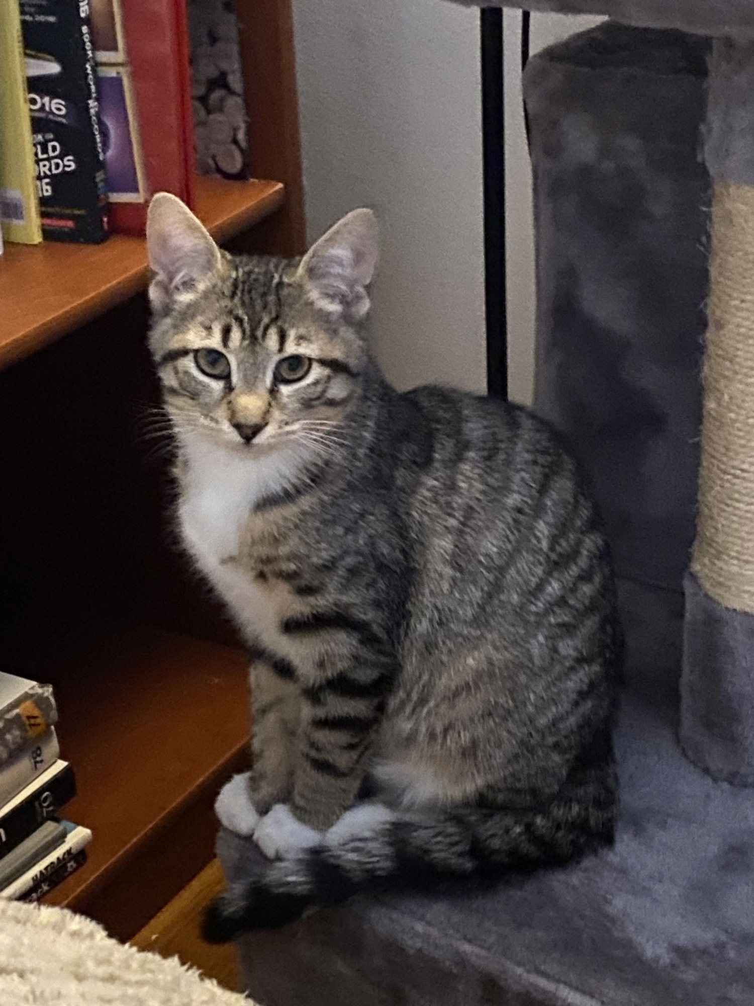 FRANKY, WILLOW GROVE PS, (FCID 12/16/2025-160 - Domestic Short Hair available for adoption