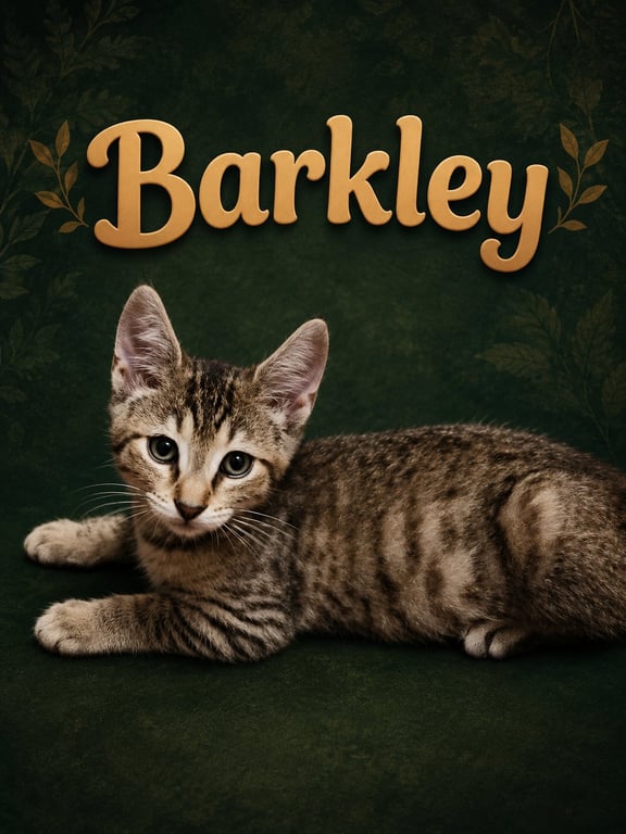 Barkley (FCID# 05/28/2026 - 79 Middletown PS) Image