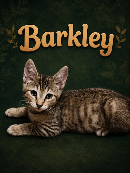 BARKLEY (FCID# 05/28/2026 - 79 MIDDLETOWN PS) - Tabby available for adoption