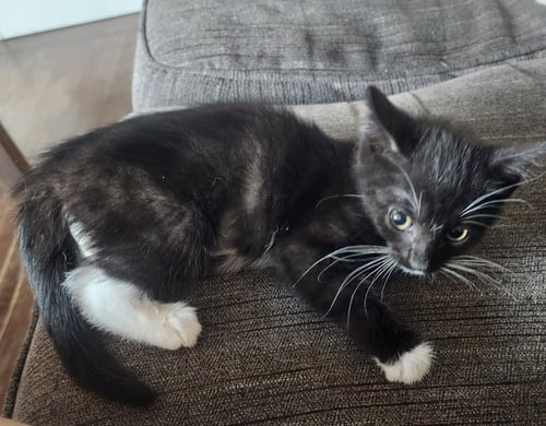 BINXY, WILLOW GROVE PS, (FCID 06/10/2026-121) - Domestic Short Hair available for adoption