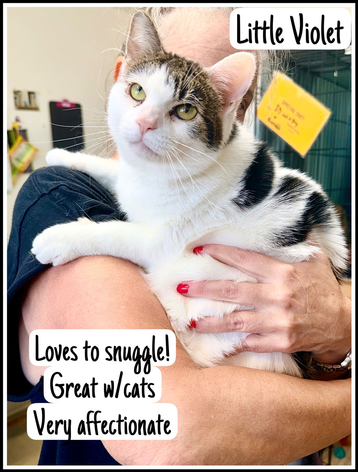LITTLE VIOLET FCID 07/15/2025-150) WILLOW GROVE - Domestic Short Hair available for adoption