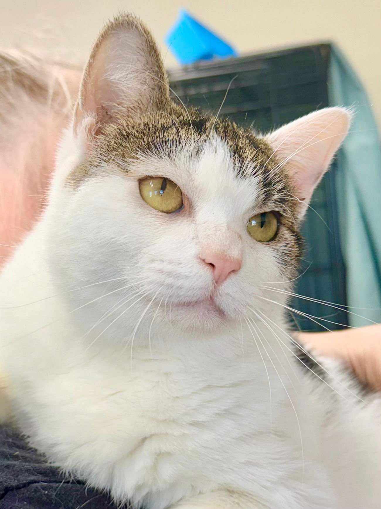 LITTLE VIOLET FCID 07/15/2025-150) WILLOW GROVE - Domestic Short Hair available for adoption