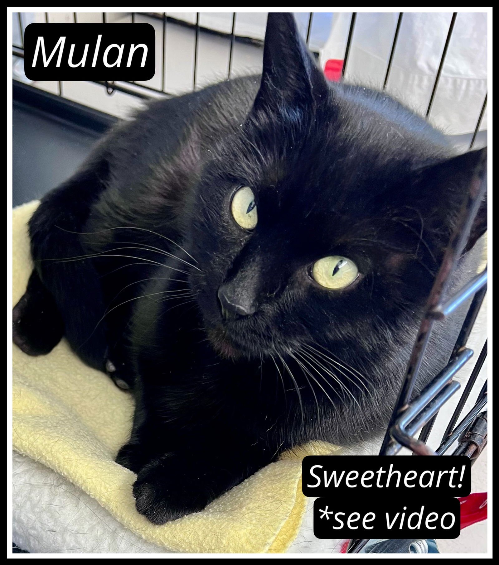 MULAN (FCID 01/09/2026-107) WILLOW GROVE - Domestic Short Hair available for adoption