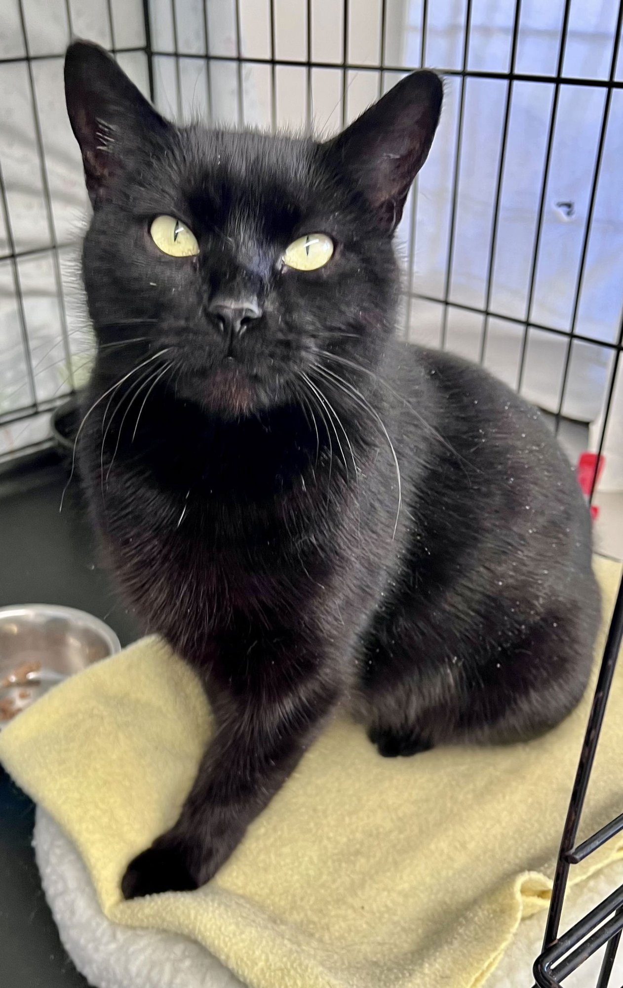 MULAN (FCID 01/09/2026-107) WILLOW GROVE - Domestic Short Hair available for adoption