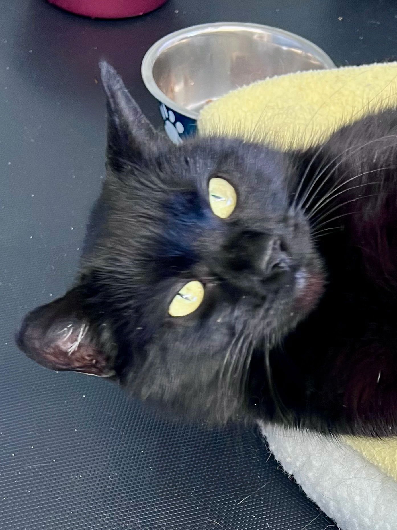 Mulan (FCID 01/09/2026-107) Willow Grove - Photo 3