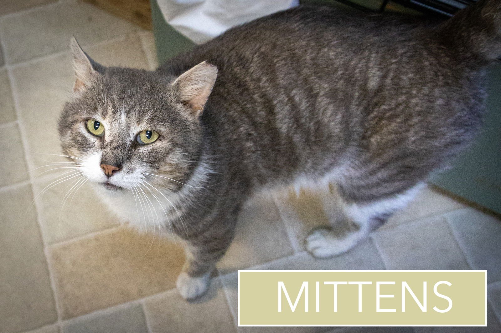 MITTENS (FCID# 02/25/2026 - 12) - Tuxedo / Tabby available for adoption