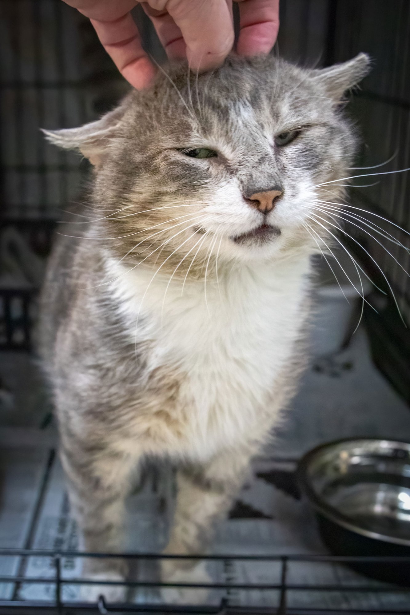 MITTENS (FCID# 02/25/2026 - 12) - Tuxedo / Tabby available for adoption