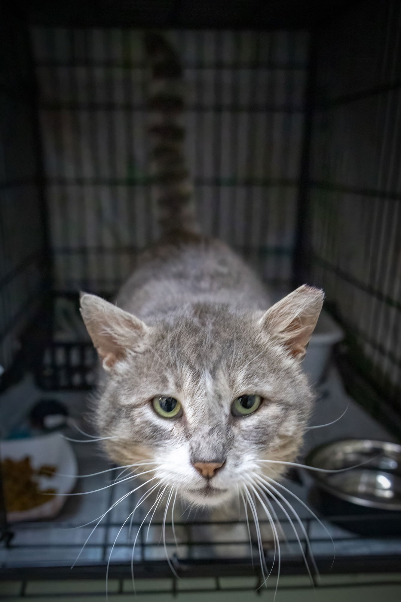Mittens (FCID# 02/25/2026 - 12) - Photo 3