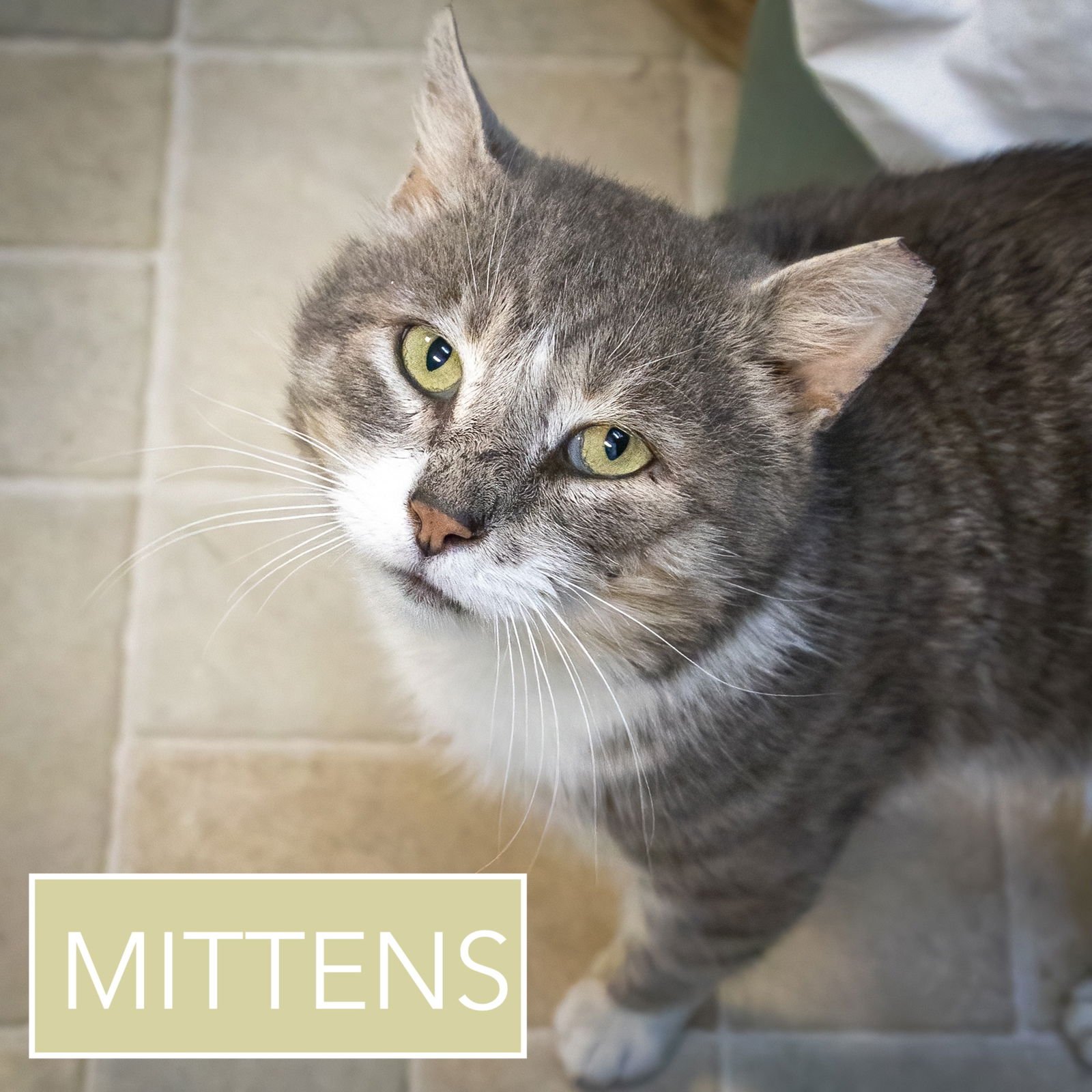 Mittens (FCID# 02/25/2026 - 12) - Photo 4