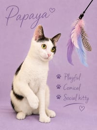 Papaya (FCID# 05/19/2026 - 175) Jenkintown PS - Photo 1