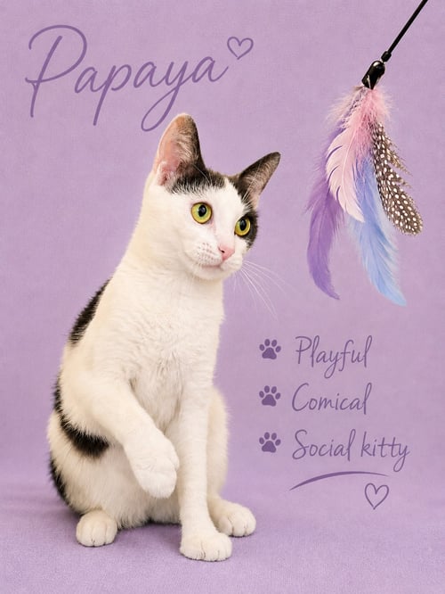 PAPAYA (FCID# 05/19/2026 - 175) JENKINTOWN PS - Domestic Short Hair available for adoption