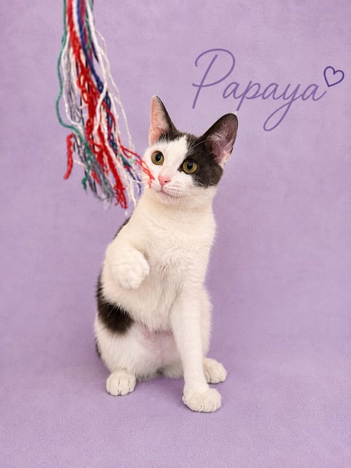 PAPAYA (FCID# 05/19/2026 - 175) JENKINTOWN PS - Domestic Short Hair available for adoption