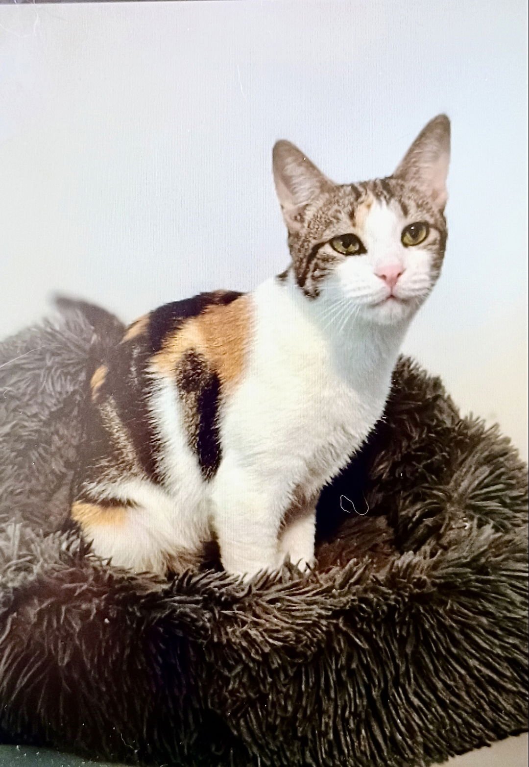 ANGELINA & BRADLEY FELV+ (FCID 5/08/25-113) BONDED - Domestic Short Hair available for adoption