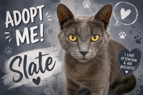 SLATE (FCID# 05/19/2026 - 59 TRAINER) - Domestic Short Hair available for adoption
