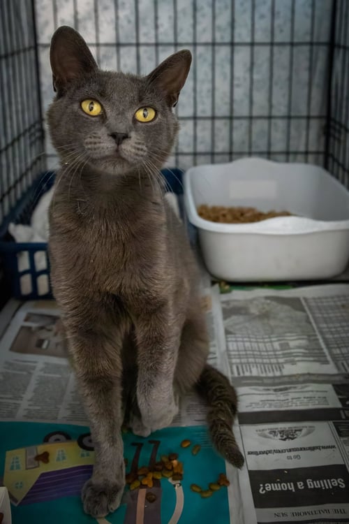 SLATE (FCID# 05/19/2026 - 59 TRAINER) - Domestic Short Hair available for adoption