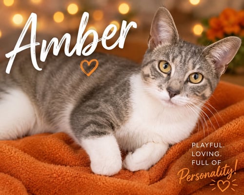 AMBER (FCID# 05/12/2026 - 1 BROOKHAVEN PS) - Tabby available for adoption