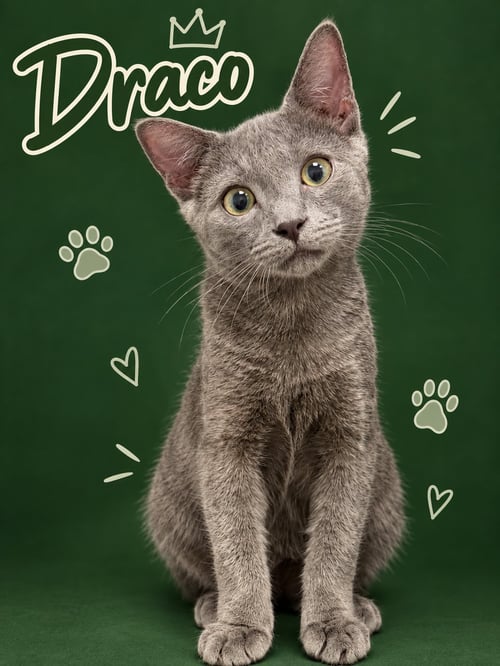 DRACO (FCID# 07/23/2026 - 94 MIDDLETOWN PS) - Domestic Short Hair for adoption in Dover