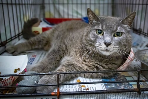 DOLORES (FCID# 05/12/2026 - 54 TRAINER) - Tabby available for adoption