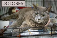 Dolores (FCID# 05/12/2026 - 54 Trainer) - Photo 3