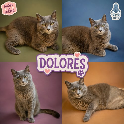 DOLORES (FCID# 05/12/2026 - 54 TRAINER) - Tabby available for adoption