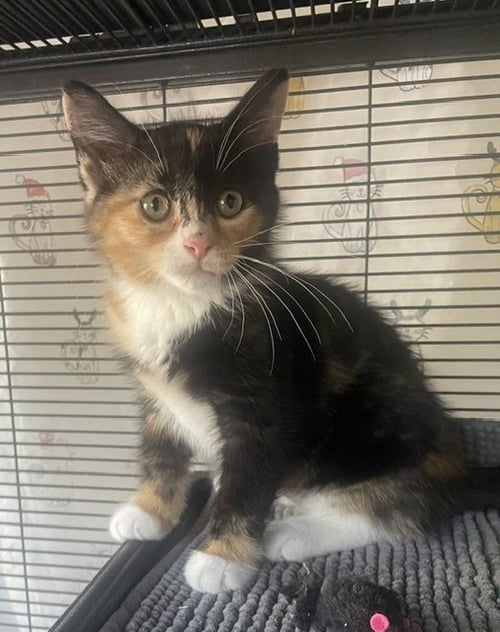 SUGAR (FCID# 05/21/2026 - 48) C - Calico available for adoption