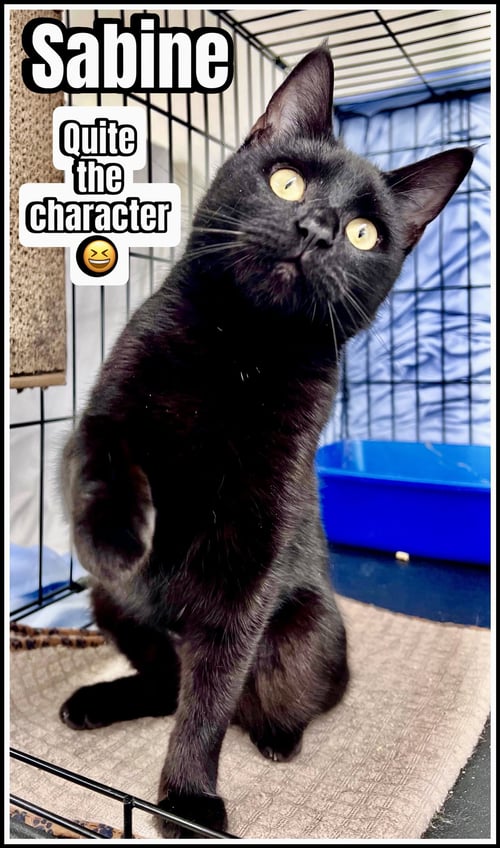 SABINE (FCID# 05/05/2026 - 118) WILLOW GROVE - Domestic Short Hair available for adoption