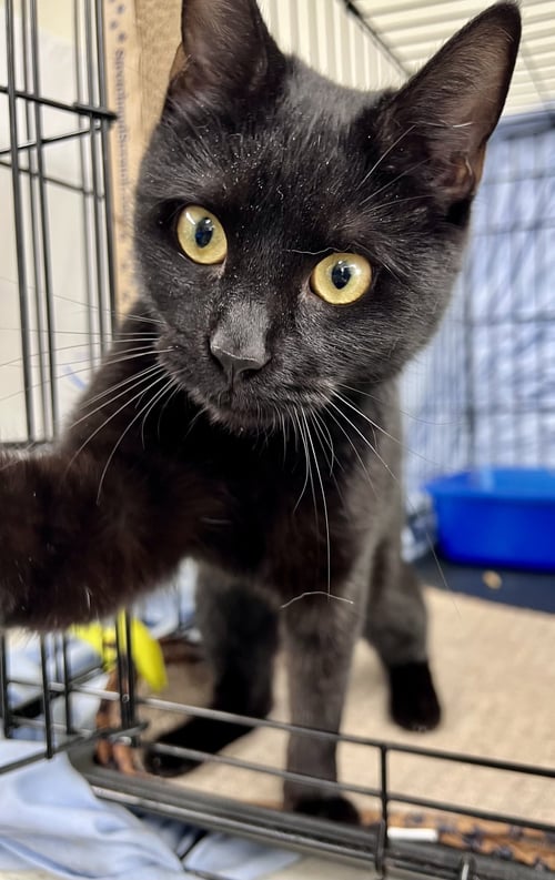 SABINE (FCID# 05/05/2026 - 118) WILLOW GROVE - Domestic Short Hair available for adoption
