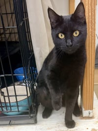 Sabine (FCID# 05/05/2026 - 118) Willow Grove - Photo 4